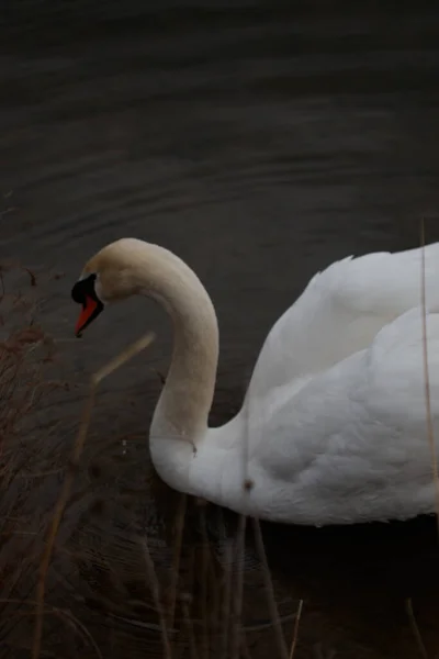 Tiro Tirar Fôlego Cisne Lago Durante Dia — Fotografia de Stock