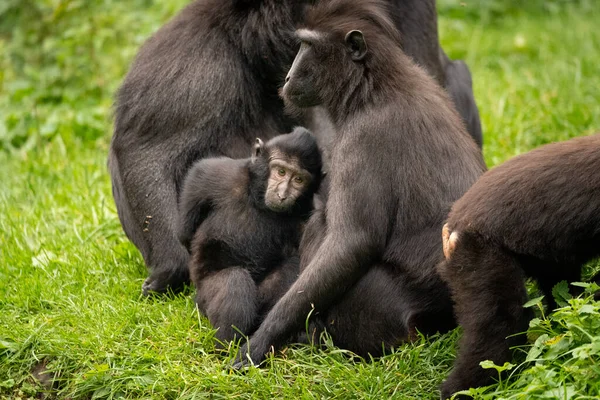 チンパンジーの家族の閉鎖的なショット — ストック写真