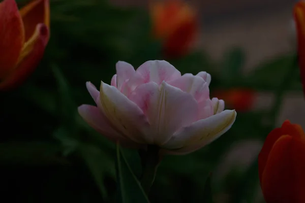 Нежный Цветущий Тюльпан Тумане — стоковое фото