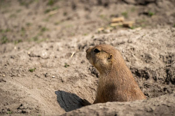 Closeup Shot Cute Prairie Dog — Stock Photo, Image