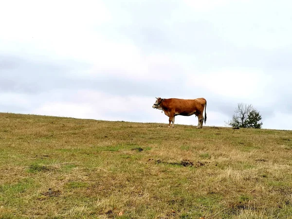 Uma Vista Uma Vaca Marrom Que Está Meio Campo — Fotografia de Stock