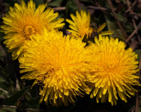 Amarelo Flores Dente Leão Crescendo Livre — Fotografia de Stock