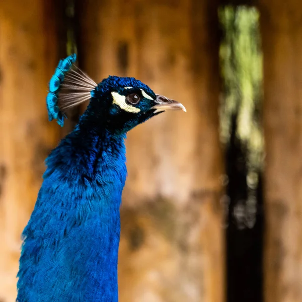 Retrato Belo Pavão Azul — Fotografia de Stock
