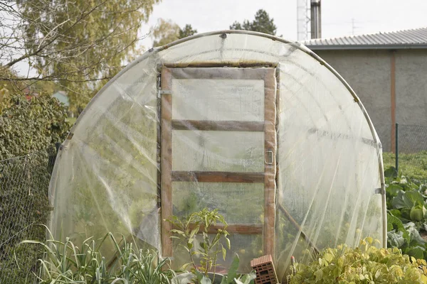 Closeup Shot Greenhouse Garden — Stock Photo, Image