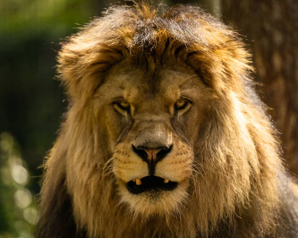 Retrato Hermoso León Macho — Foto de Stock