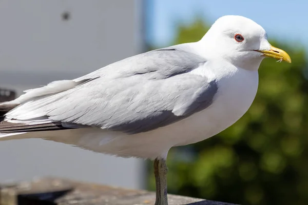 Primer Plano Una Hermosa Gaviota Una Mañana Soleada — Foto de Stock