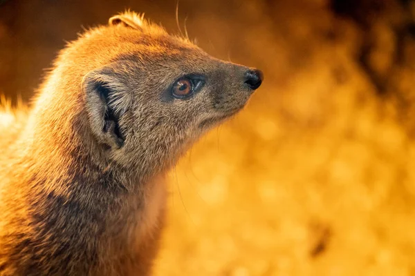 Porträt Eines Niedlichen Fuchs Mungos — Stockfoto