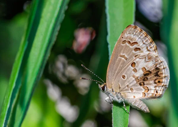 Крупный План Синей Лаймовой Бабочки Сидящей Листе Греющейся — стоковое фото