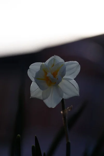 Closeup Shot Some Flowers Garden Day — Stock Photo, Image