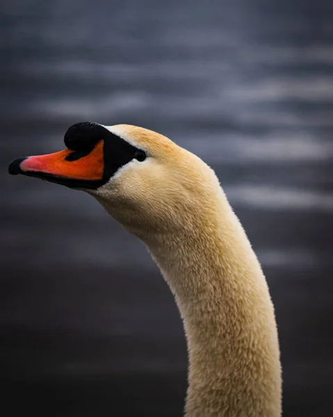 Tiro Tirar Fôlego Cisne Lago Durante Dia — Fotografia de Stock