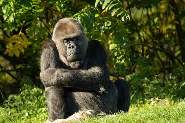 Close Grande Gorila Seu Habitat Natural — Fotografia de Stock