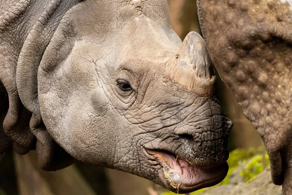 Пара Носорогів Природному Середовищі — стокове фото