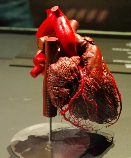 Müzede Suni Bir Kalbin Yakın Plan Çekimi — Stok fotoğraf