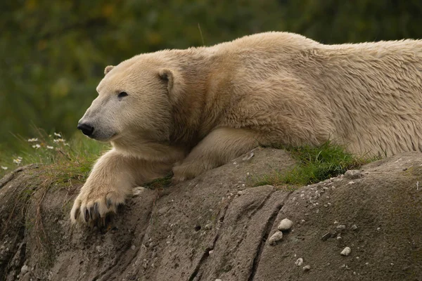 Eine Nahaufnahme Eines Schönen Eisbären Der Wildnis — Stockfoto