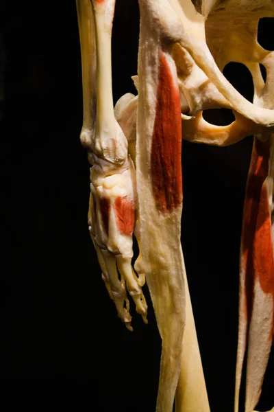 Een Verticaal Schot Van Een Menselijk Skelet Een Hand Voeten — Stockfoto
