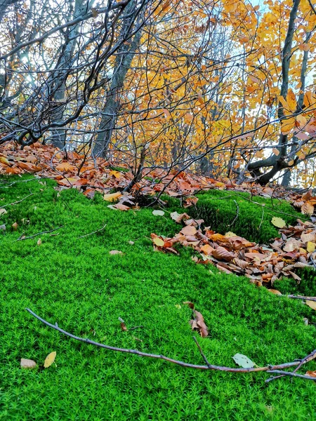 Вертикальный Снимок Красочной Осени Лесу — стоковое фото