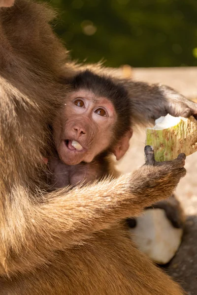 Disparo Vertical Hamadryas Baboon Alimentando Bebé — Foto de Stock