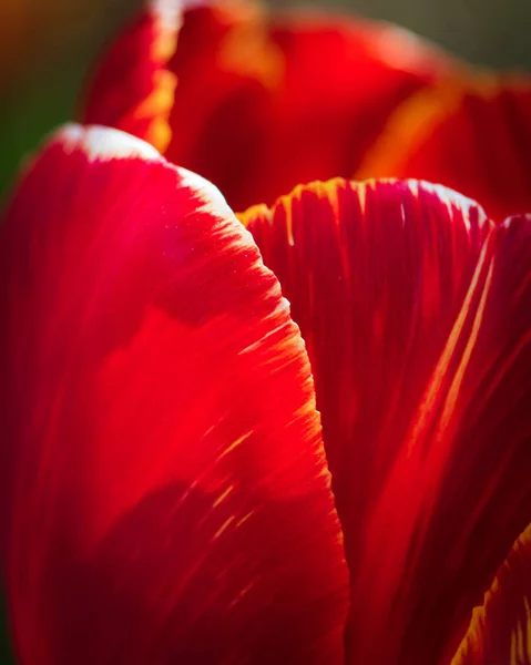 Closeup Shot Red Tulip Garden Day — Stock Photo, Image