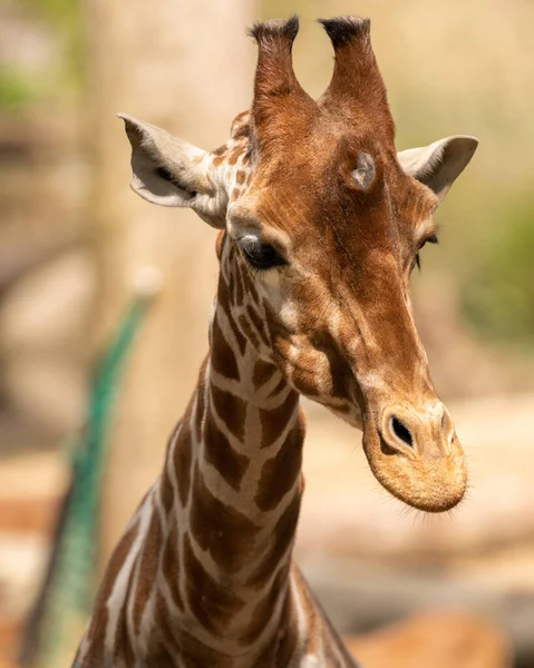 Svislý Portrét Roztomilé Žirafy — Stock fotografie