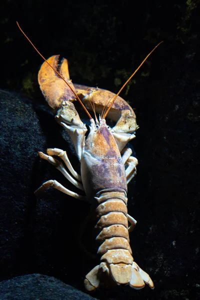 Sebuah Tembakan Jarak Dekat Vertikal Dari Lobster — Stok Foto