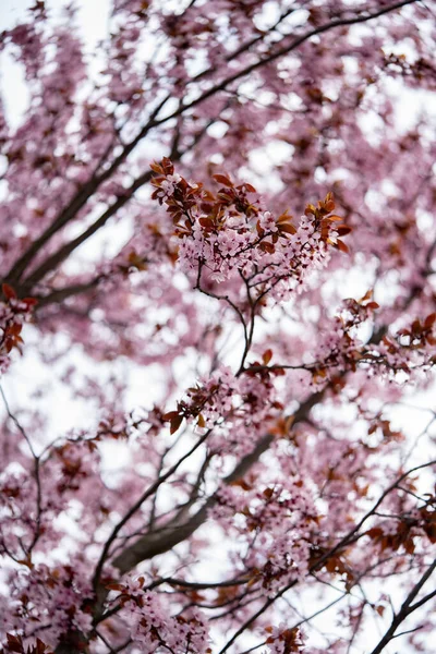 Tiro Bonito Vertical Uma Árvore Com Flores Rosas Roxas — Fotografia de Stock