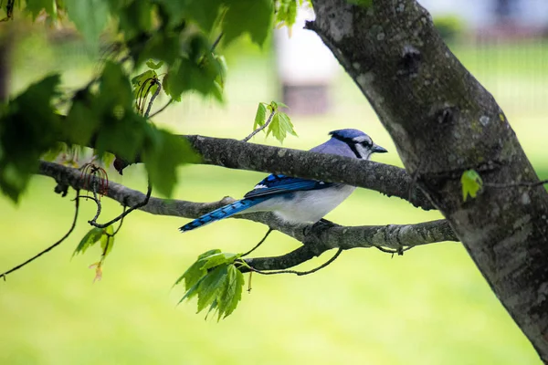 Uccello Gay Eurasiatico Blu Appollaiato Ramo Albero — Foto Stock