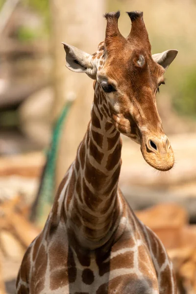 Vertical Portrait Cute Giraffe — Stock Photo, Image