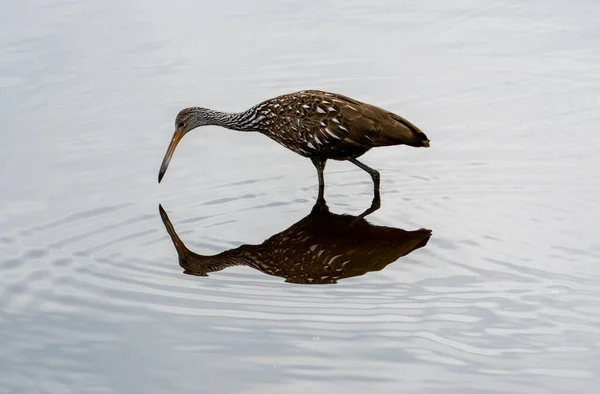 Pássaro Limpkin Empoleirado Uma Lagoa Reflexiva — Fotografia de Stock