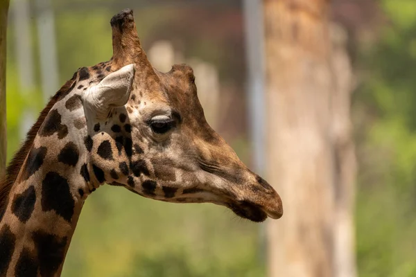 Portrait Une Jolie Girafe — Photo