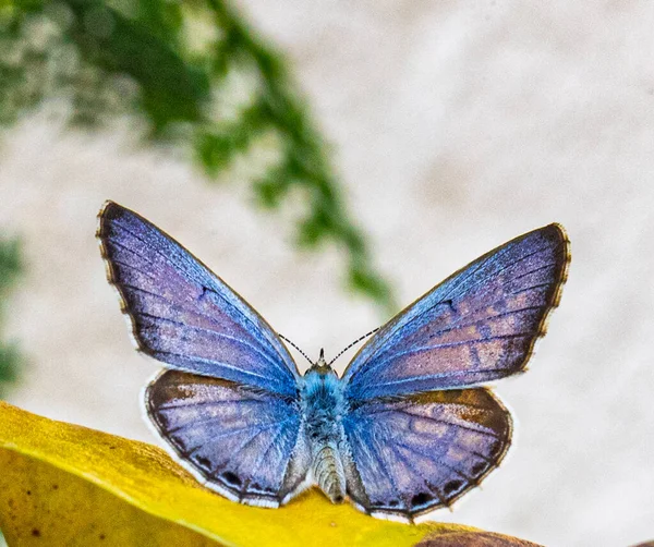 Tiro Close Uma Borboleta Azul Limão Chilades Lajus Sentado Uma — Fotografia de Stock