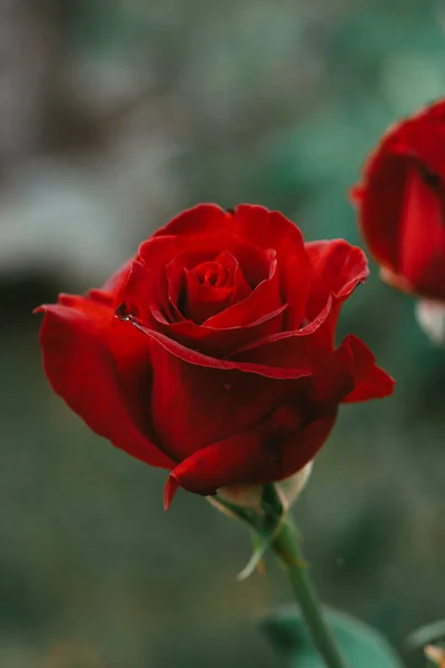 Primo Piano Verticale Una Rosa Rossa Con Sfondo Sfocato — Foto Stock