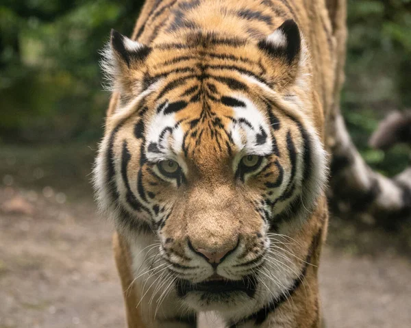 Närbild Vacker Tiger Som Går Vildmarken — Stockfoto