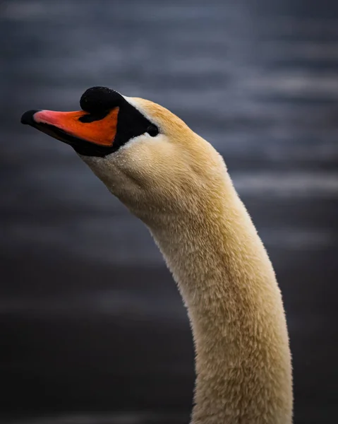 Tiro Tirar Fôlego Cisne Lago Durante Dia — Fotografia de Stock