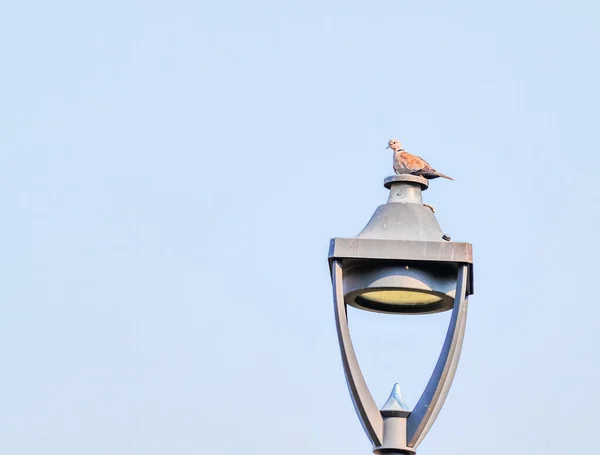 在蓝天下的灯柱上栖息着一只欧亚白鸽的照片 — 图库照片