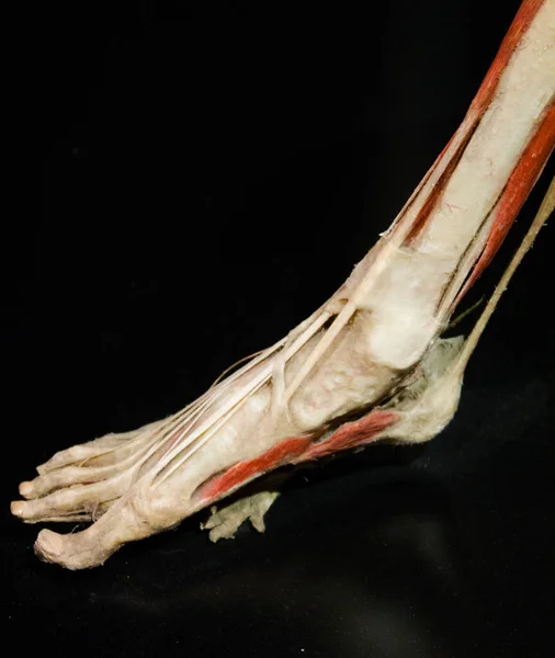 Een Verticaal Schot Van Menselijke Skelet Voet Botten Spieren — Stockfoto