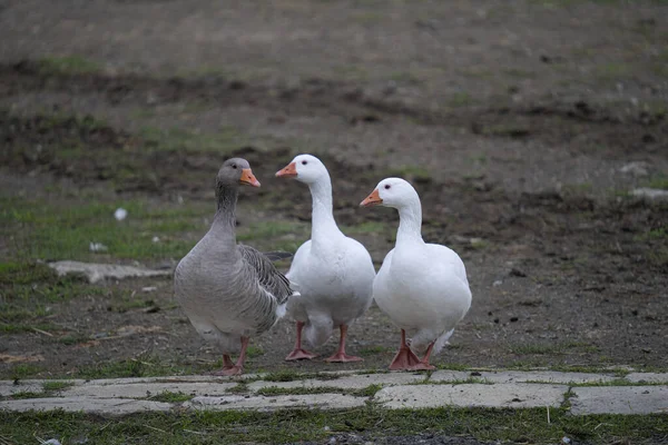 Close Shot Grey White Three Geese Walking Farm — Stock Photo, Image