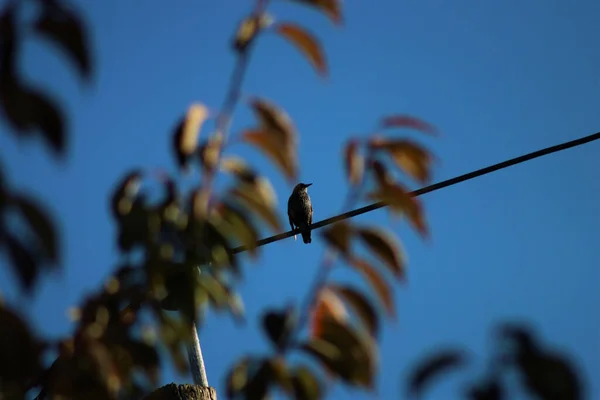 一只小麻雀栖息在蓝色天空的铁丝网上 — 图库照片