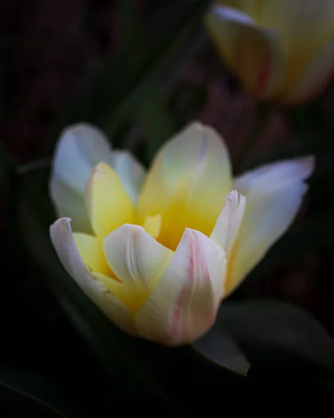 Vertikal Bild Blomma Trädgård Suddig Bakgrund — Stockfoto