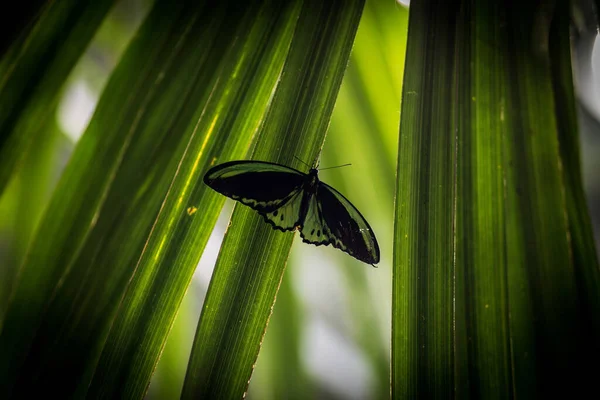 Una Bella Farfalla Una Foglia — Foto Stock