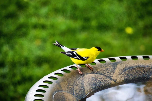 Tiro Seletivo Foco Pássaro Goldfinch Americano Uma Fonte — Fotografia de Stock