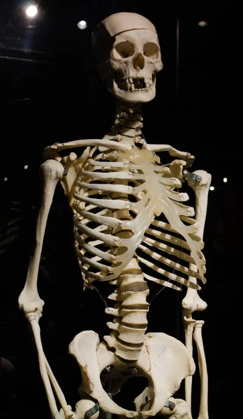 人体の骨格の垂直ショット — ストック写真