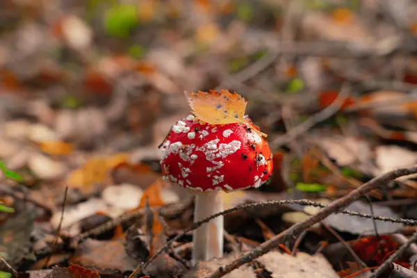 在地面上生长的蘑菇特写镜头 落叶在树林中 — 图库照片
