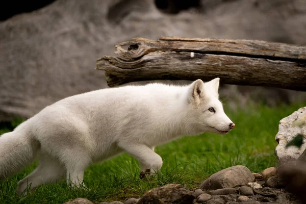 Nahaufnahme Eines Schönen Weißen Polarfuchses — Stockfoto