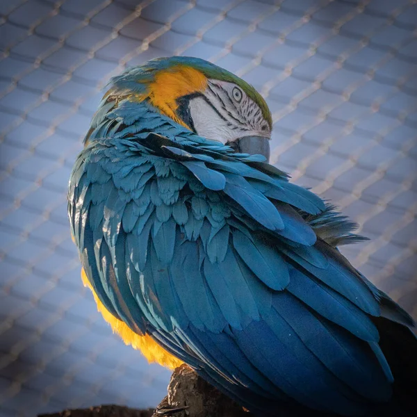 Eine Nahaufnahme Eines Blauen Und Gelben Aras — Stockfoto