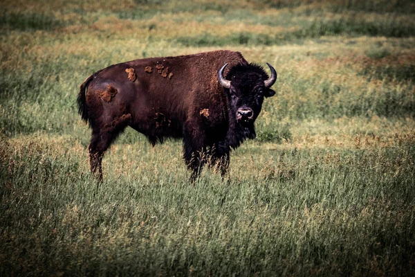 Gran Bisonte Marrón Pastando Pasto —  Fotos de Stock