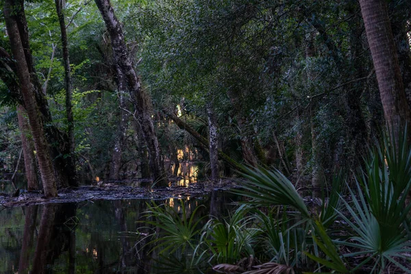 Egy Kis Egy Sötét Hátborzongató Erdőben — Stock Fotó