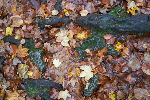Eine Nahaufnahme Von Gelben Halb Getrockneten Herbstblättern Auf Nassem Boden — Stockfoto