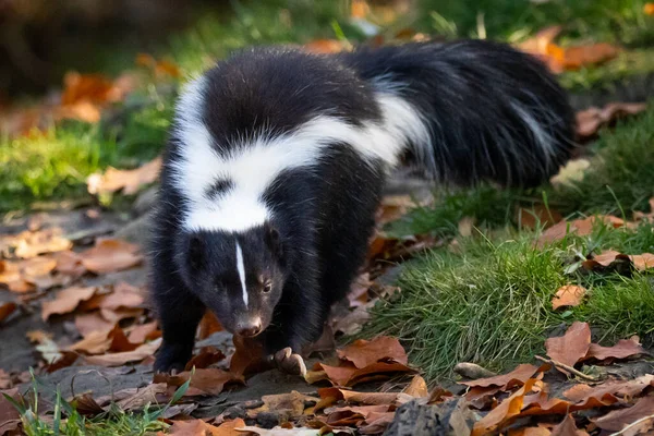 Closeup Shot Cute Mephitidae Wilderness — Stock Photo, Image