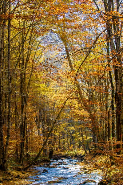 Вертикальный Кадр Реки Лесу Осенью — стоковое фото
