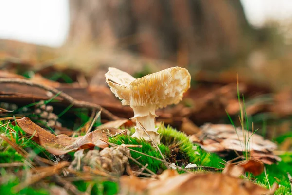 緑の草と落ち葉で地面に成長した真菌のクローズアップショット — ストック写真
